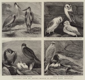 Spécimens du musée des oiseaux britanniques de M. Booth, Brighton - Alfred Chantrey Corbould